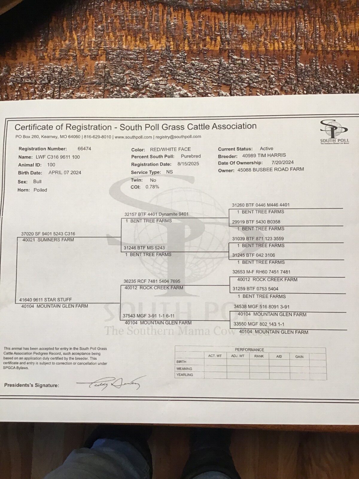 2 Purebred Bulls For Sale