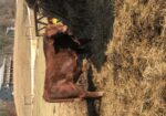 100% SP Yearling Bull DOB May 20, 2025. Registration # 68019