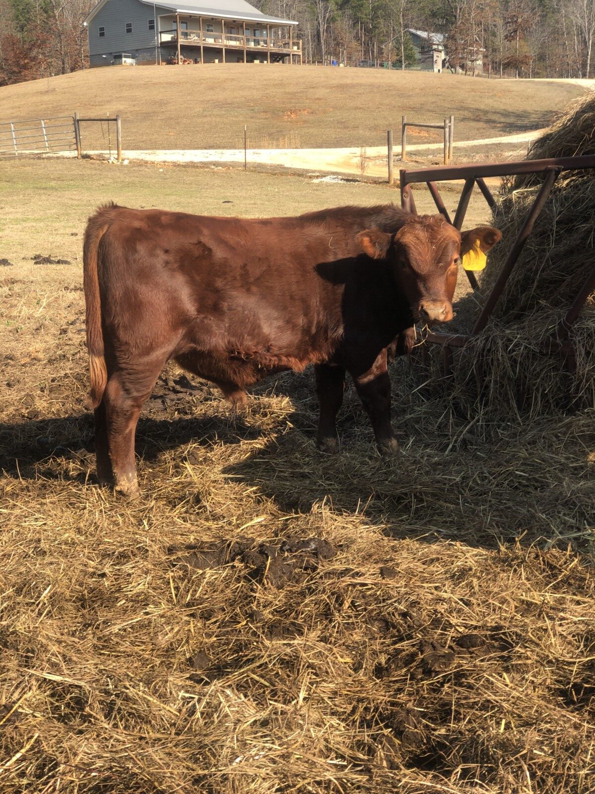 100% SP Yearling Bull DOB May 20, 2025. Registration # 68019
