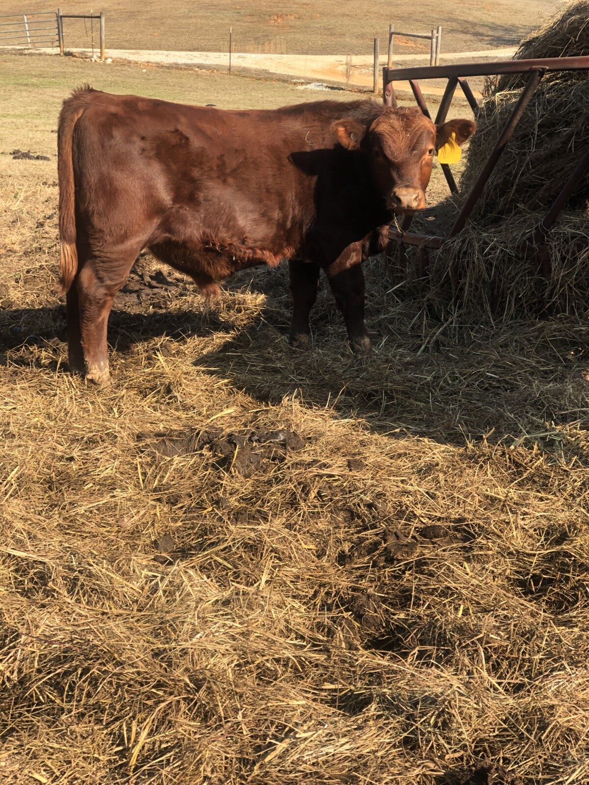 100% SP Yearling Bull DOB May 20, 2025. Registration # 68019