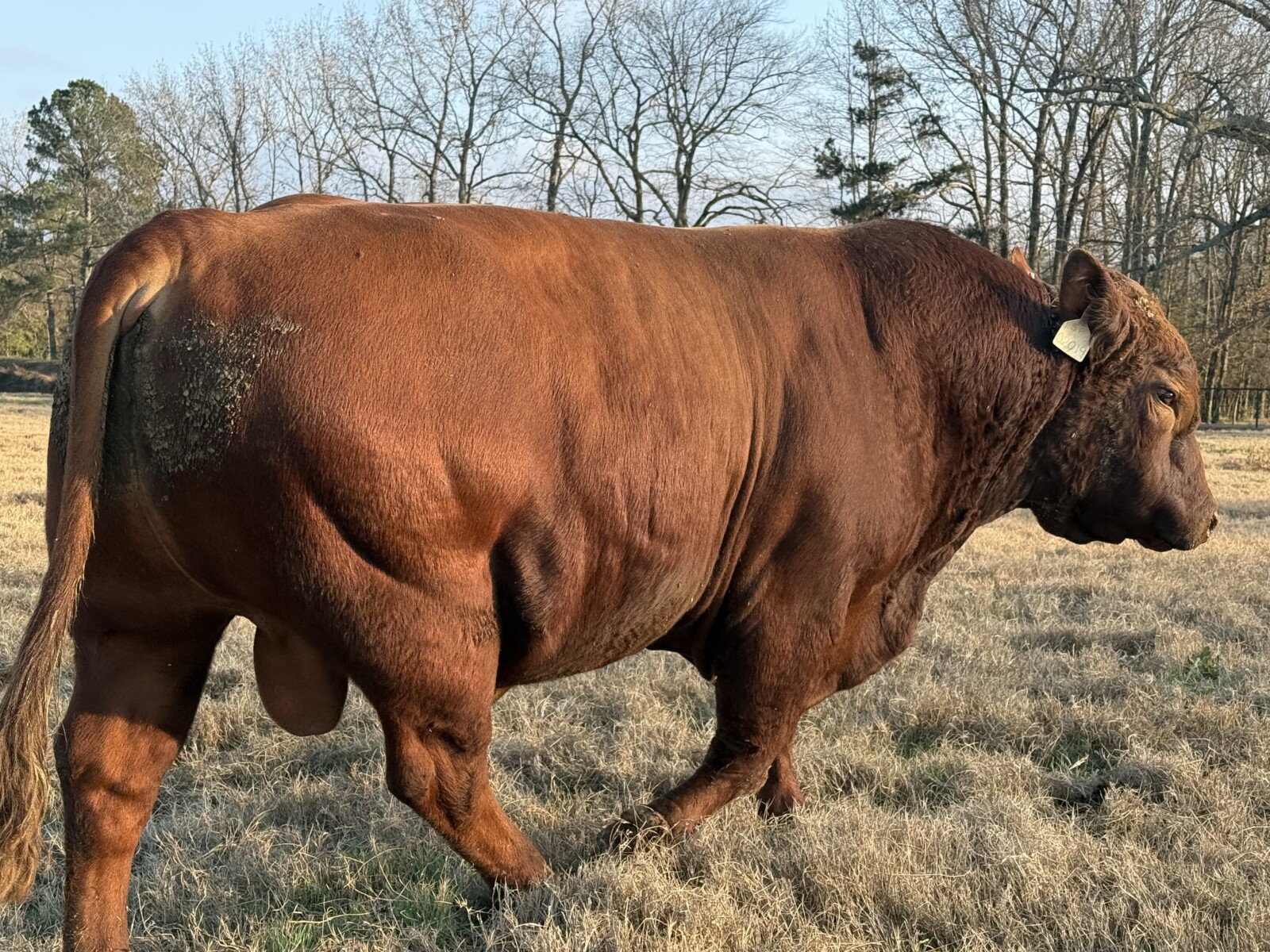 Sold pending Fullblood Southpoll Reg#41463 for sale or possible trade for another good SP bull