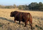 Sold pending Fullblood Southpoll Reg#41463 for sale or possible trade for another good SP bull