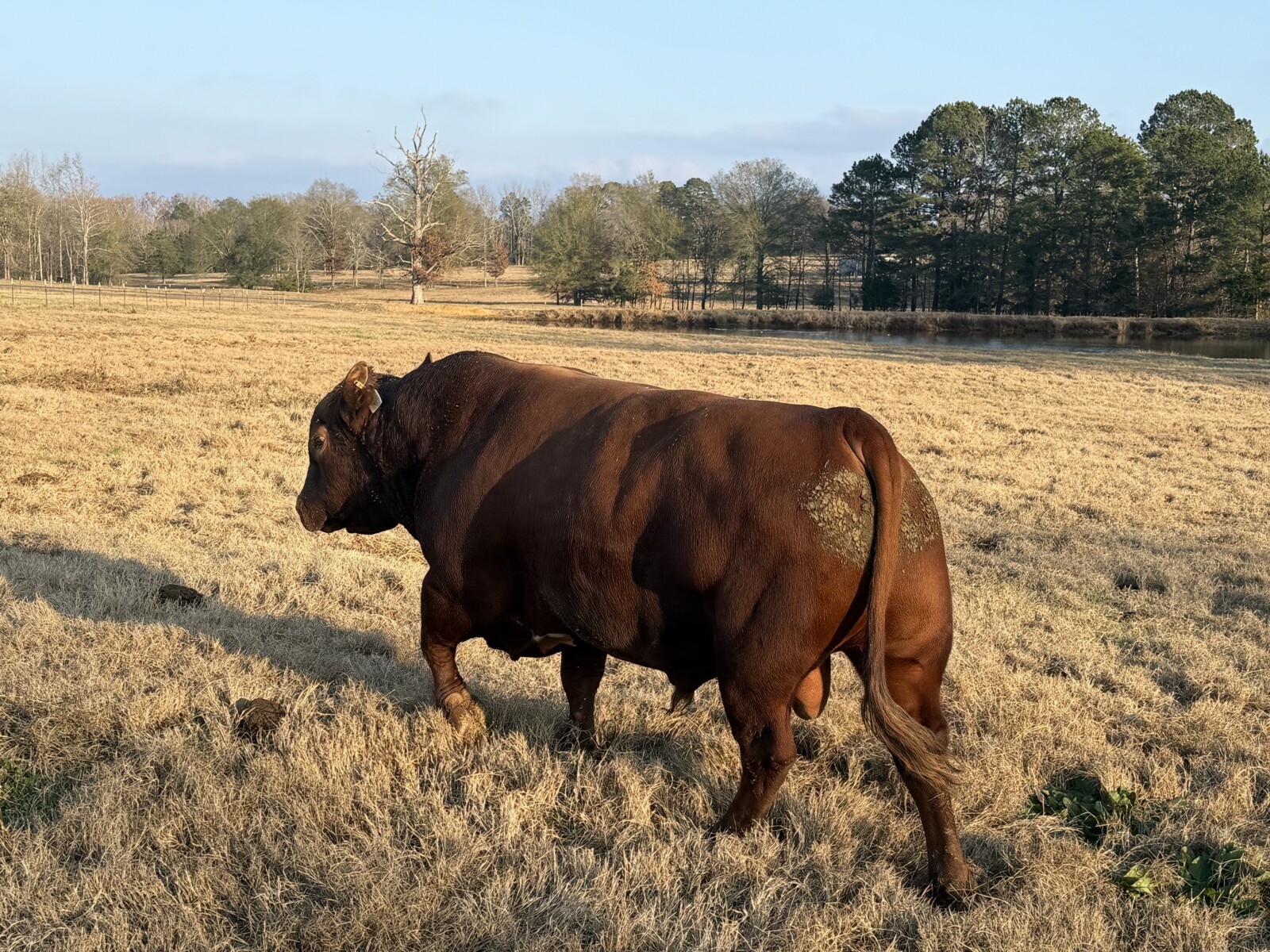 Sold pending Fullblood Southpoll Reg#41463 for sale or possible trade for another good SP bull
