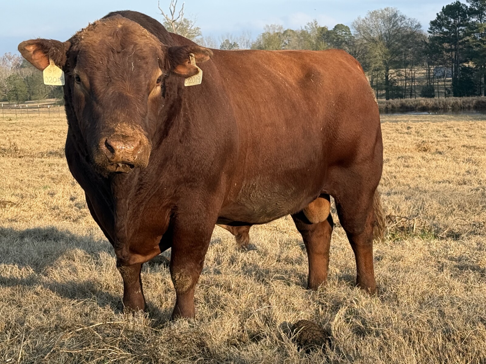 Sold pending Fullblood Southpoll Reg#41463 for sale or possible trade for another good SP bull