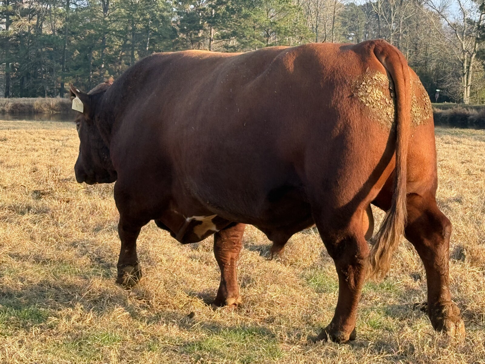 Sold pending Fullblood Southpoll Reg#41463 for sale or possible trade for another good SP bull