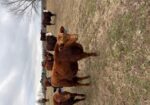15 weaned steers will be available in November. Northwest GA area