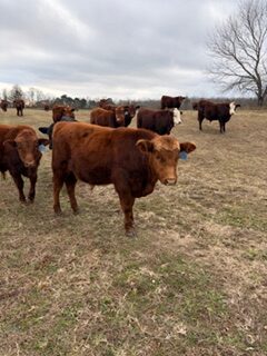 15 weaned steers will be available in November. Northwest GA area