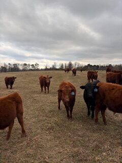 15 weaned steers will be available in November. Northwest GA area