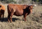 Exposed Cow/ Heifer Calf pair