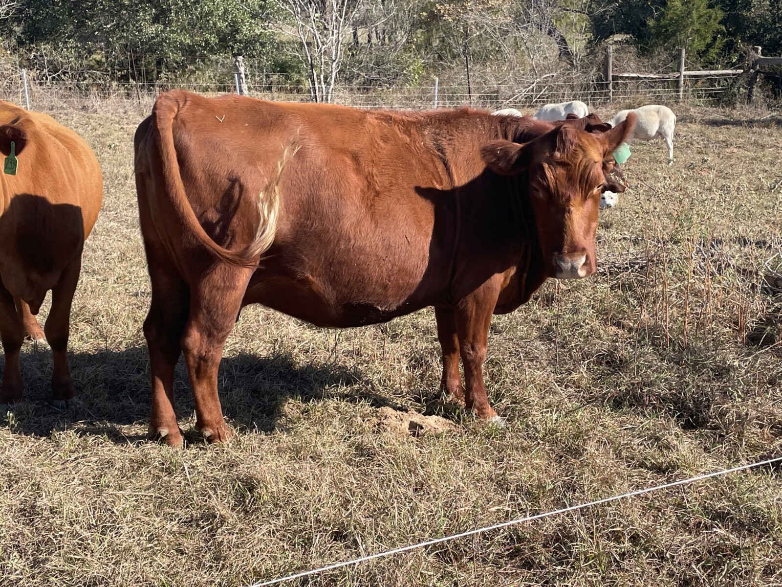 Exposed Cow/ Heifer Calf pair