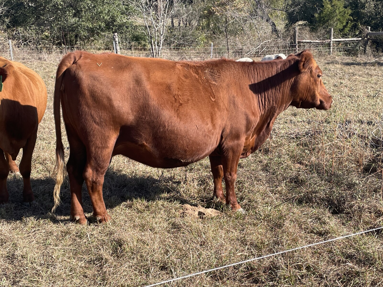 Exposed Cow/ Heifer Calf pair