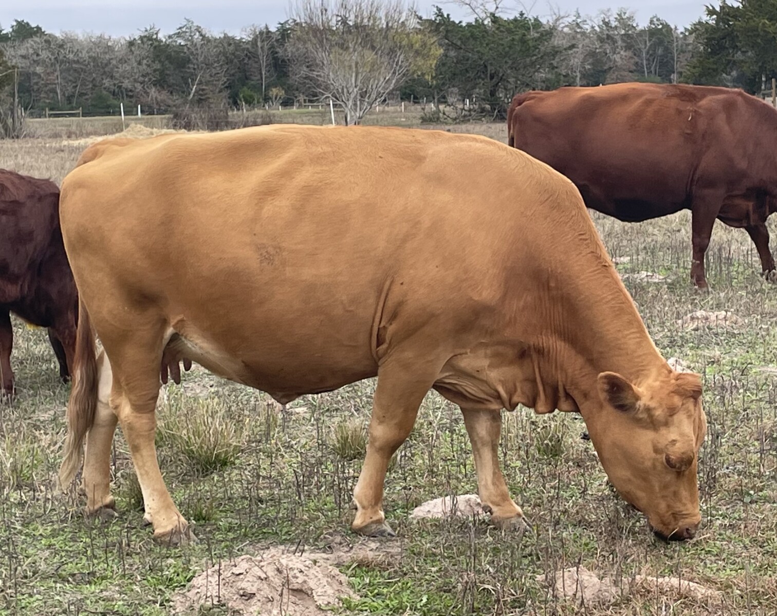 Bred cow