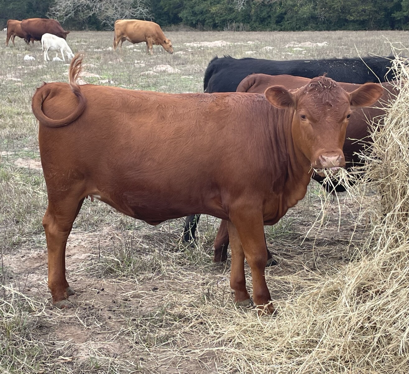 Bred cow