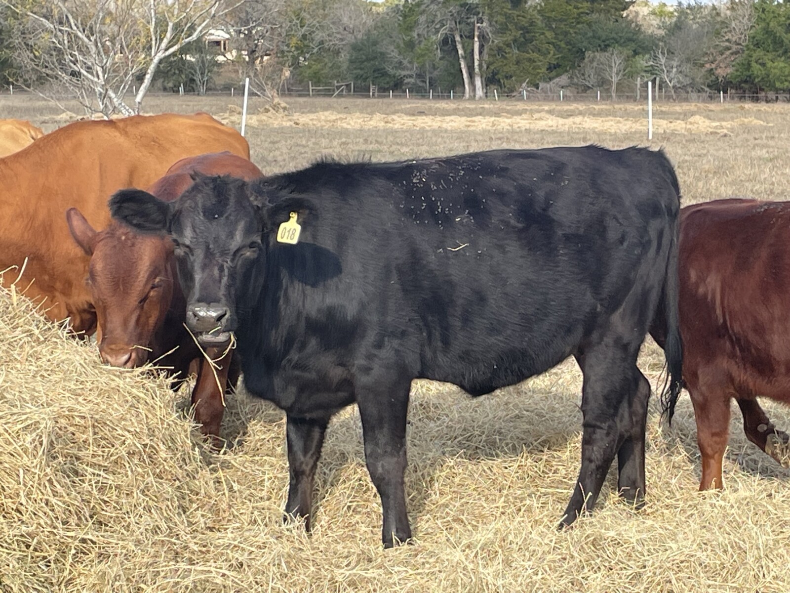 50% Southpoll. Registration #64518 born on 3/18/25. Muldoon, Texas