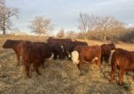 Weaned Steers Available