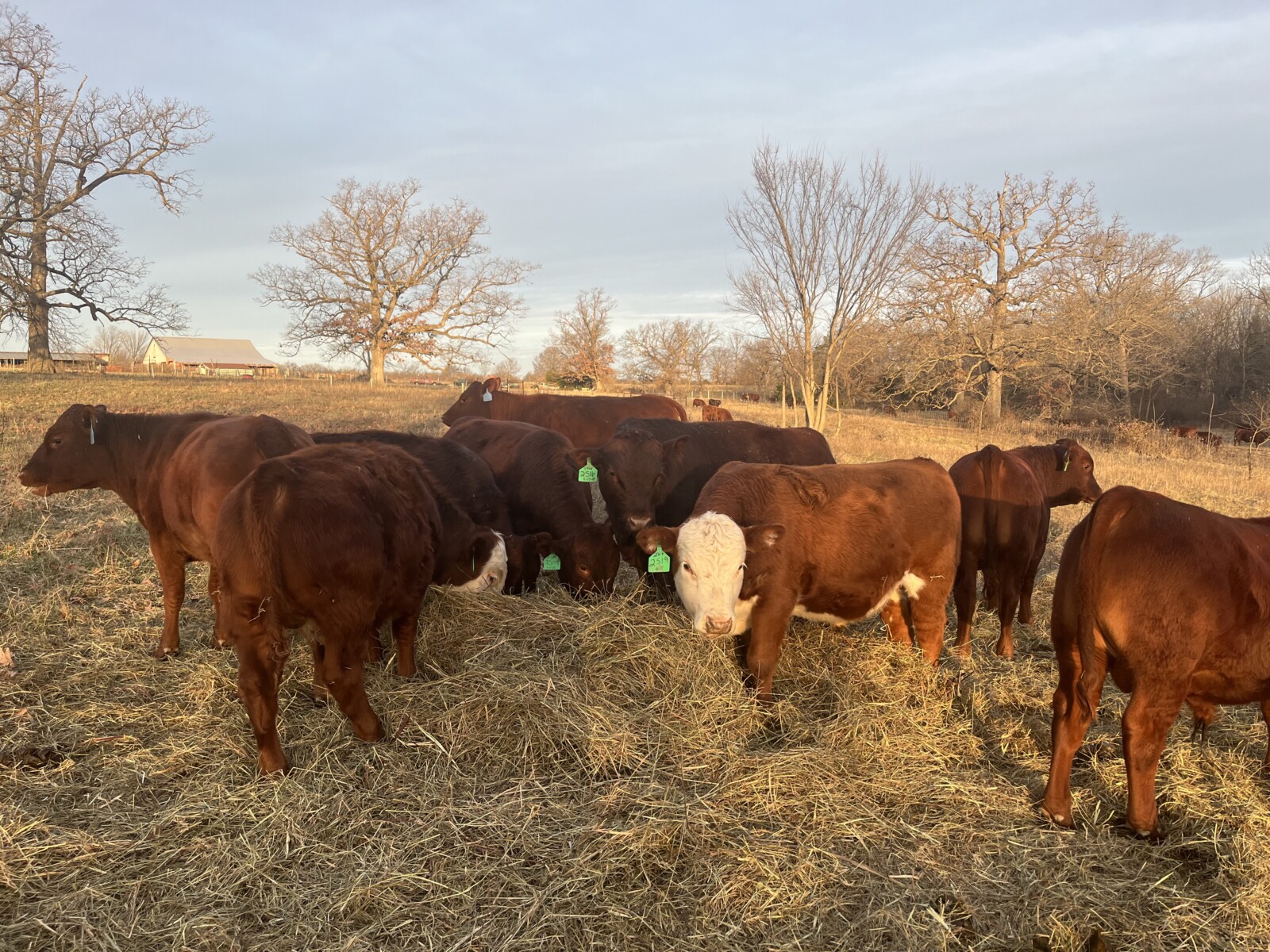 Weaned Steers Available