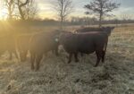 Weaned Steers Available