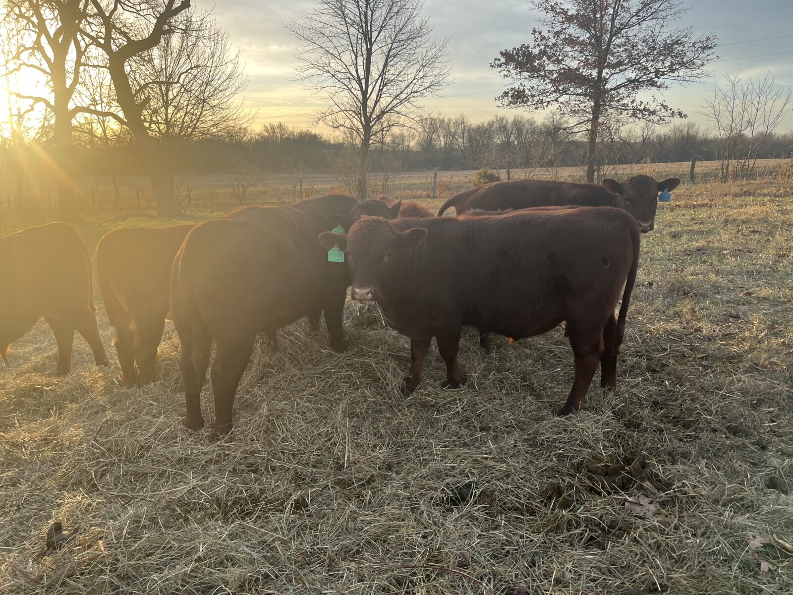 Weaned Steers Available