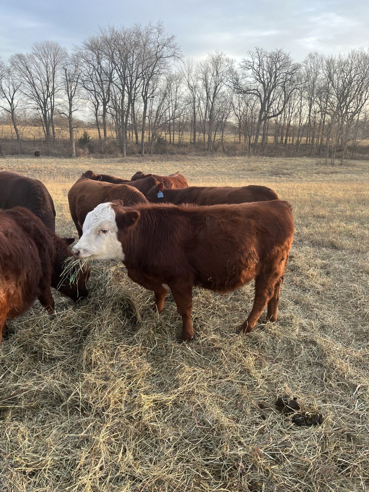 Weaned Steers Available