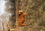Weaned Steers Available
