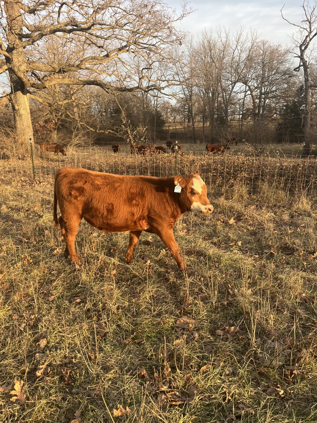 Weaned Steers Available