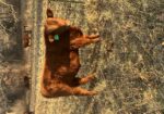 Weaned Steers Available