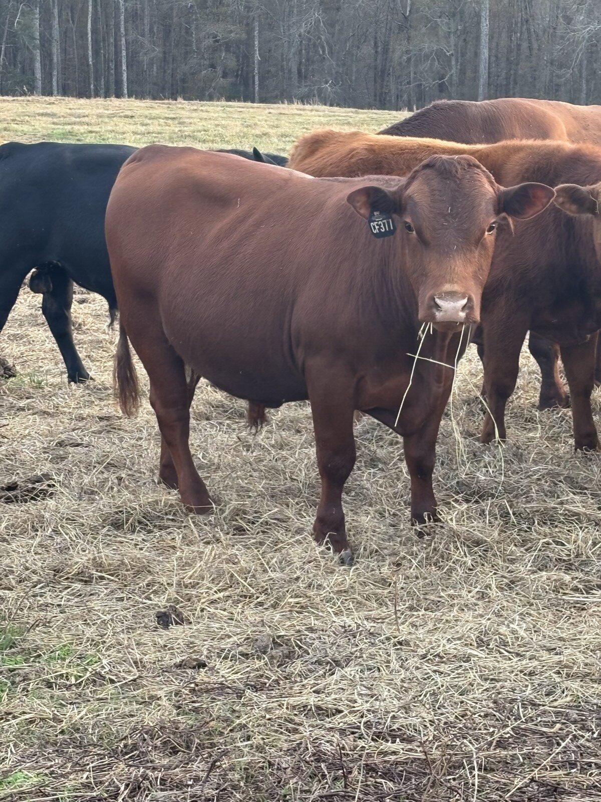 10 South Poll Steers