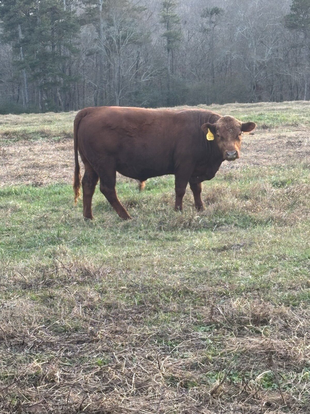 10 South Poll Steers