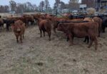 10 – 50% South Poll Heifers For Sale