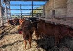10 – 50% South Poll Heifers For Sale