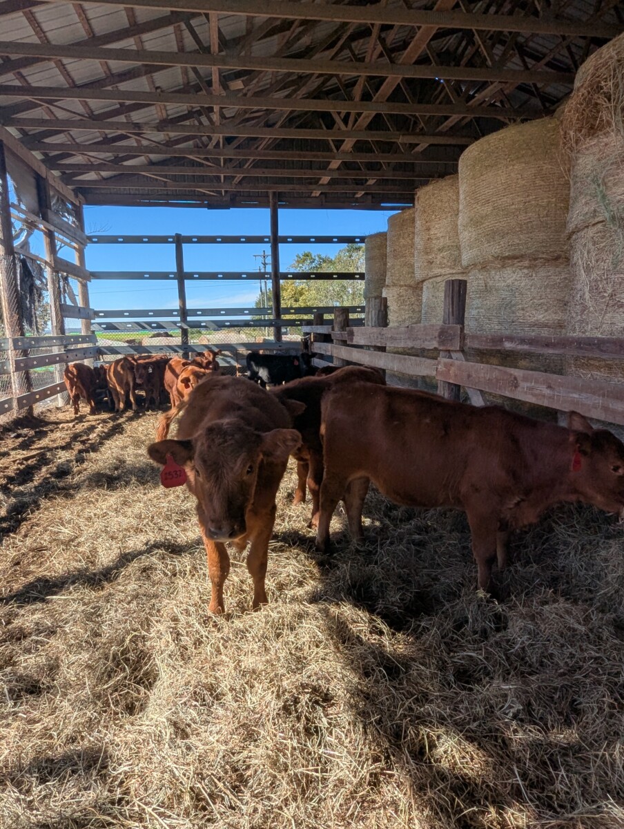 10 – 50% South Poll Heifers For Sale