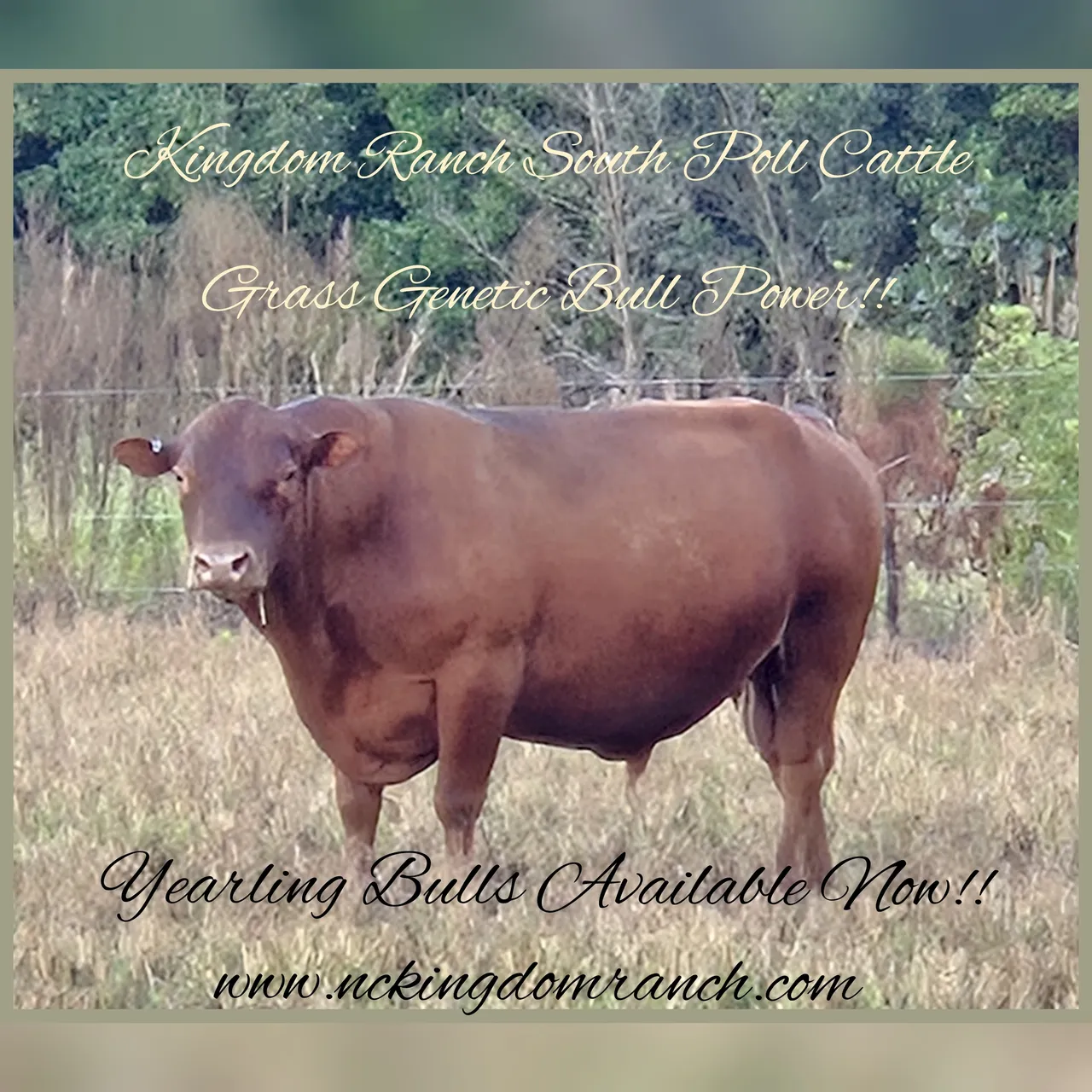 South Poll Bull- Green Pasture Farm Genetics