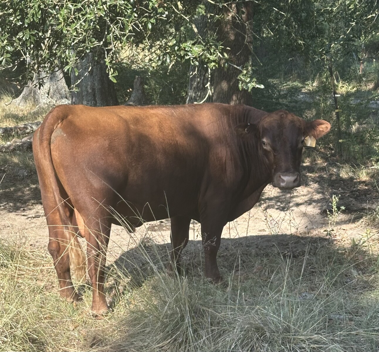 *****Sale Pending****** BTF 0435 (Fullblood 24 Son)