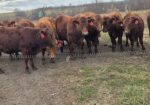 South Poll Steers