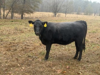 50% Bred Heifer