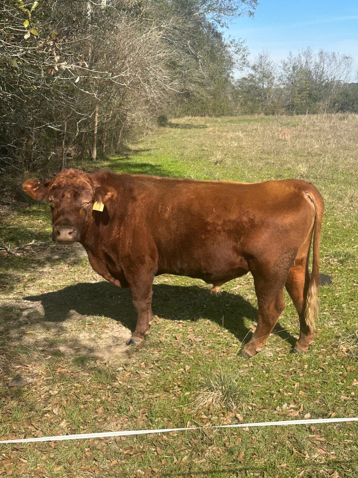 *****Sale Pending****** BTF 0435 (Fullblood 24 Son)
