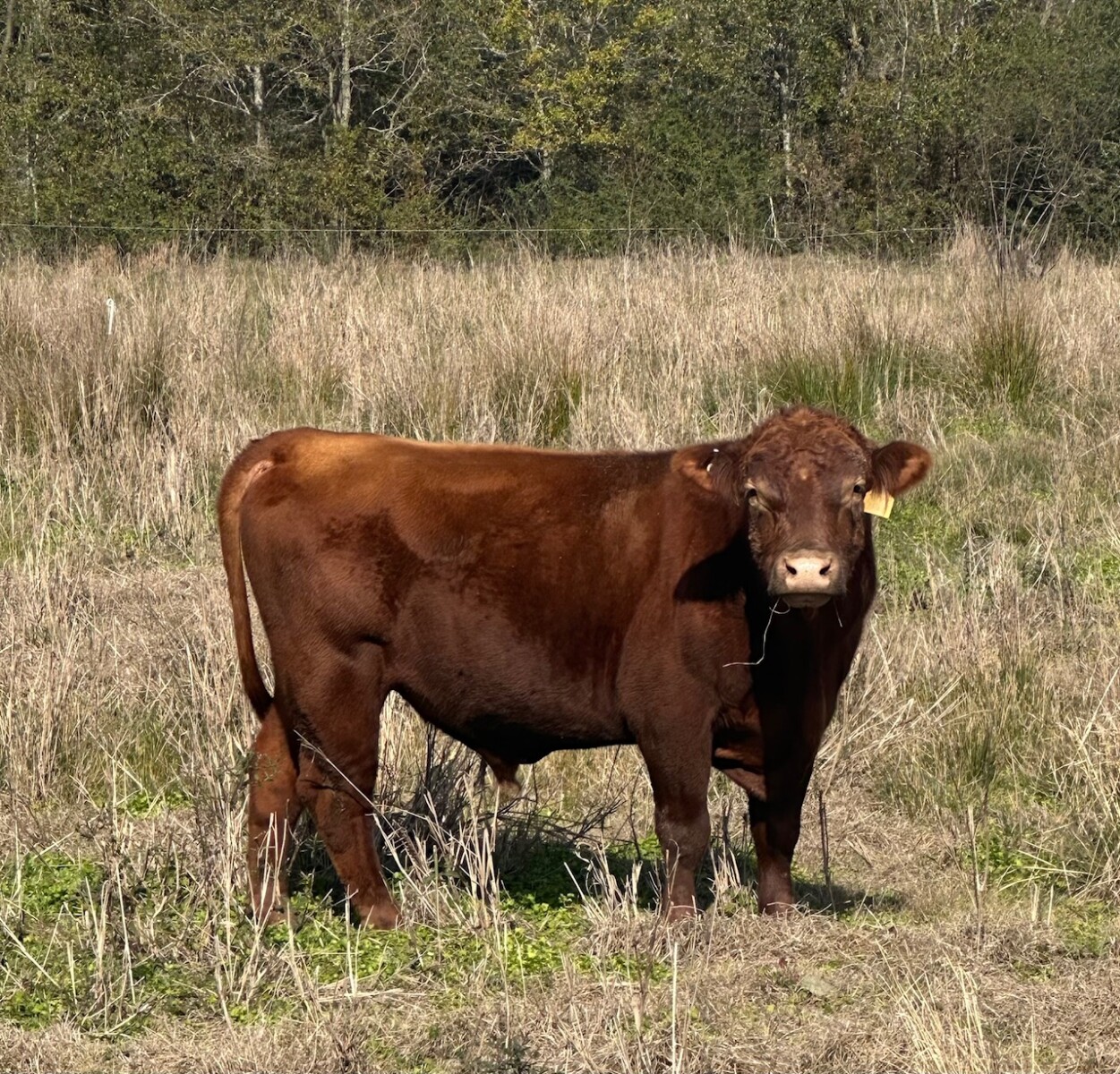 *****Sale Pending****** BTF 0435 (Fullblood 24 Son)