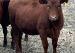 6 registered 50% South Poll heifers for sale out of commercial Red Angus mothers