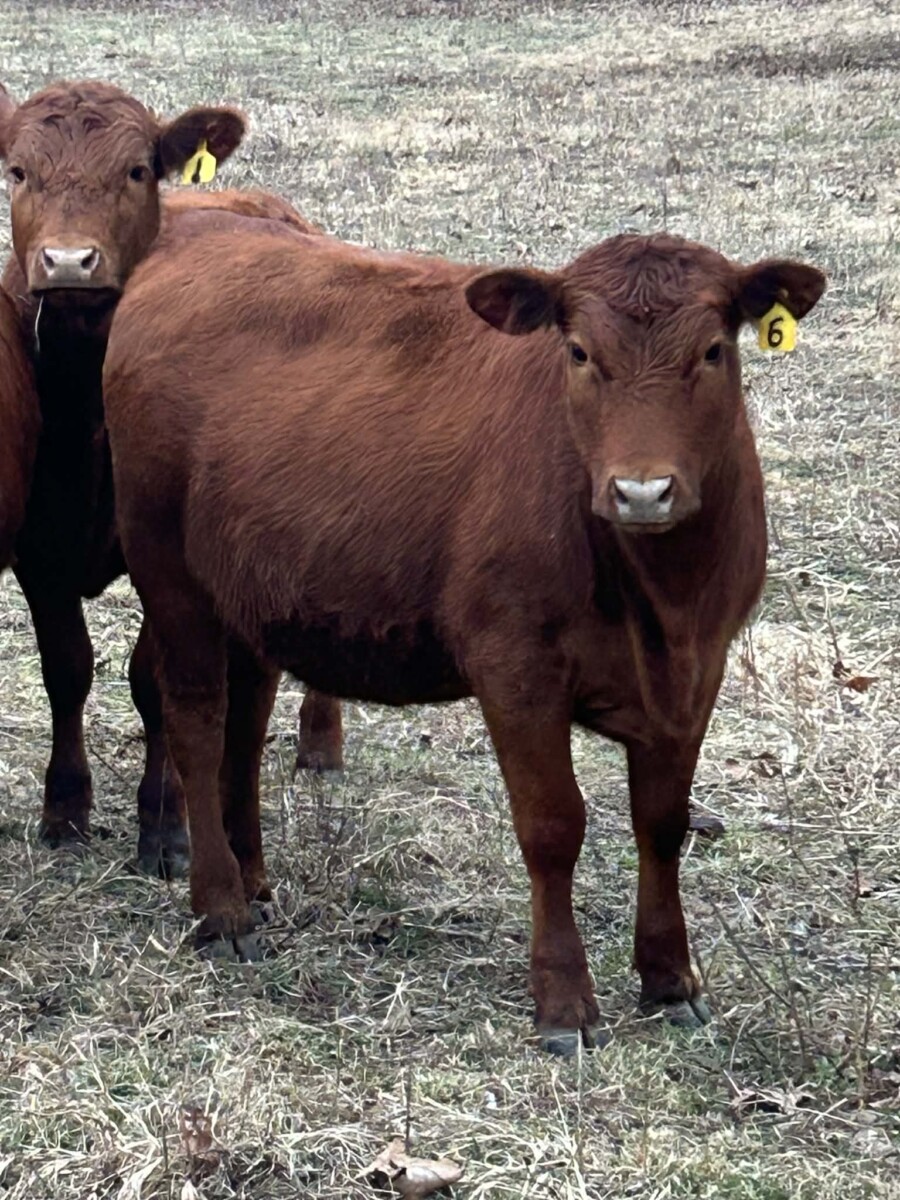 6 registered 50% South Poll heifers for sale out of commercial Red Angus mothers
