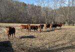 6 registered 50% South Poll heifers for sale out of commercial Red Angus mothers