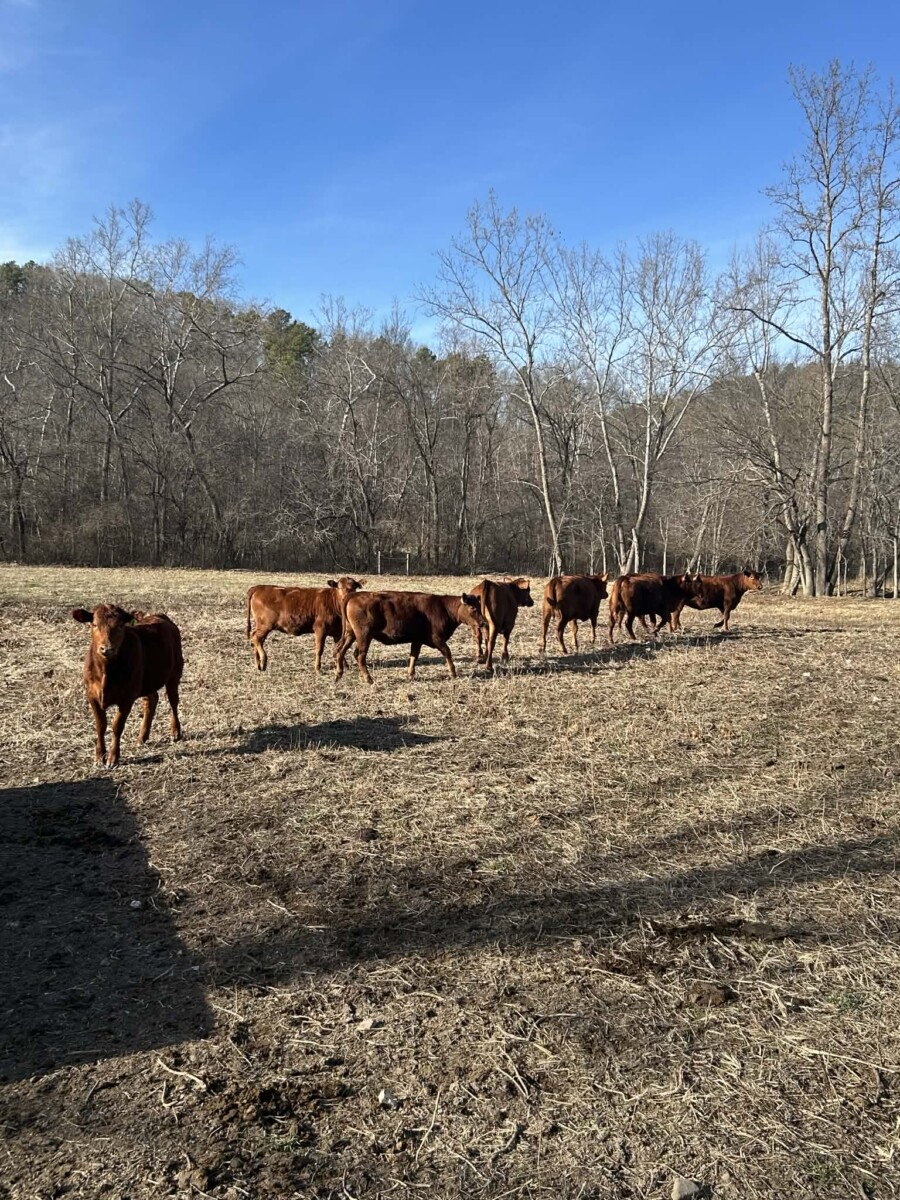 6 registered 50% South Poll heifers for sale out of commercial Red Angus mothers