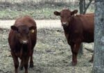 6 registered 50% South Poll heifers for sale out of commercial Red Angus mothers
