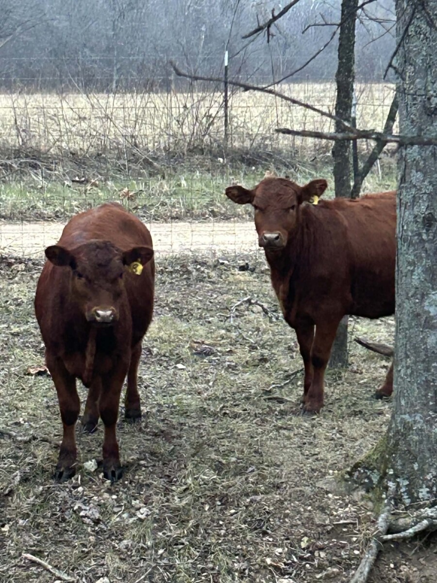6 registered 50% South Poll heifers for sale out of commercial Red Angus mothers