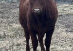 6 registered 50% South Poll heifers for sale out of commercial Red Angus mothers