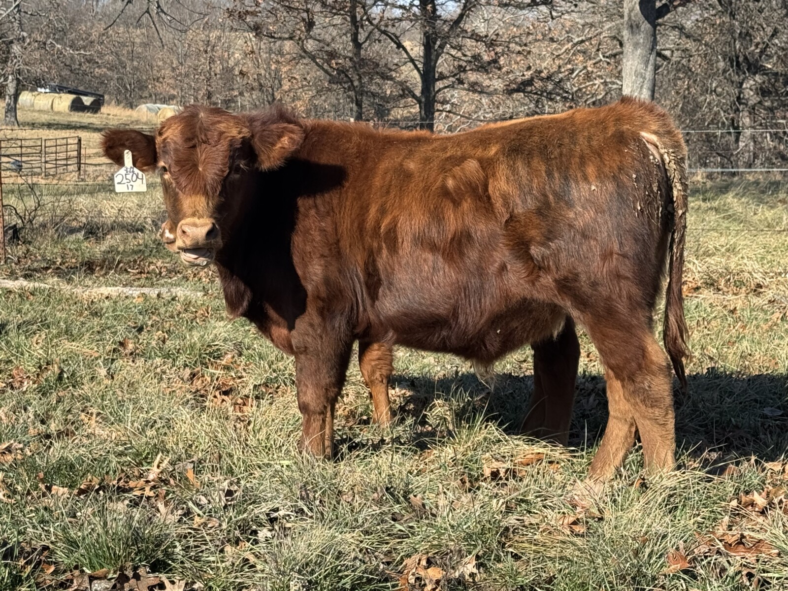 Bulls for June 2026 turn out