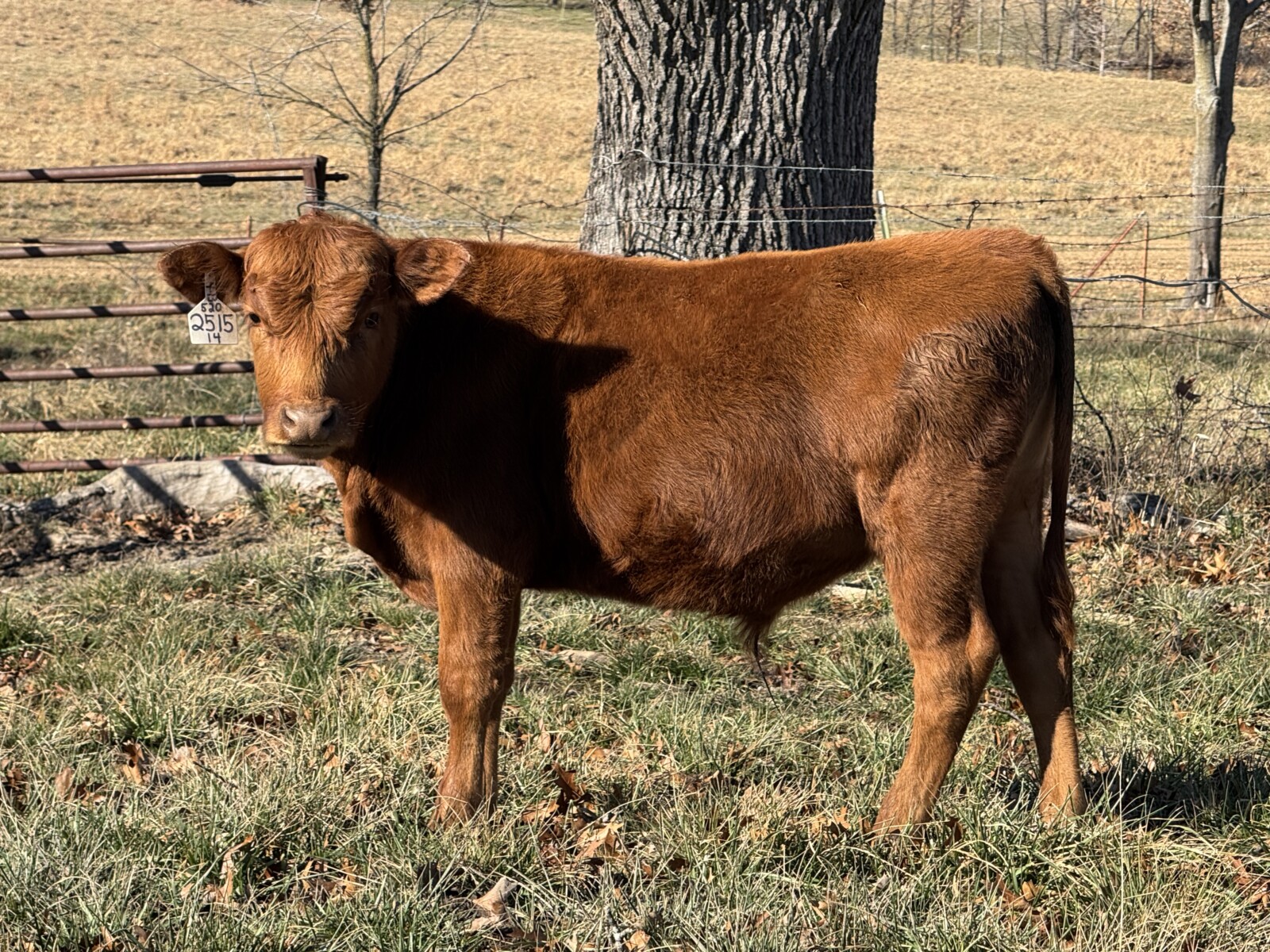 Bulls for June 2026 turn out