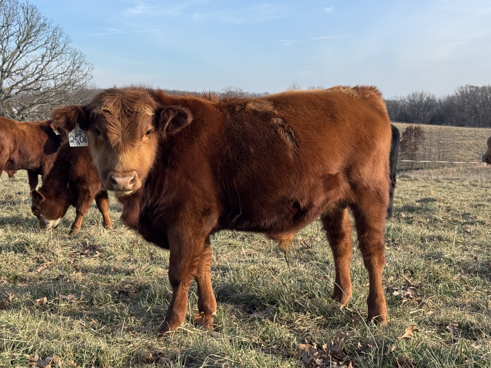 Bulls for June 2026 turn out