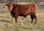Bulls for June 2026 turn out
