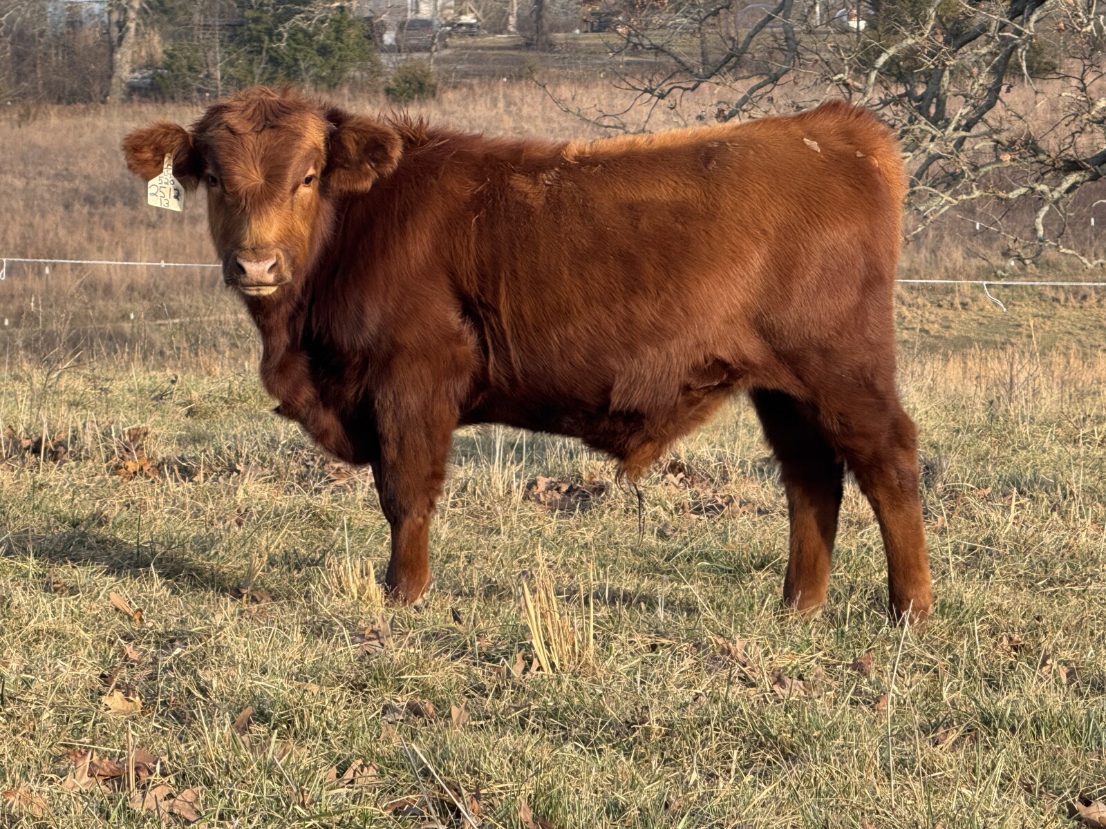 Bulls for June 2026 turn out