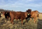 Registered Purebred South Poll Bull For Sale